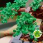 Preview: LEGO® Botanicals Bonsai Baum 878 Teile 10281