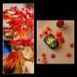 Preview: LEGO® Botanicals Japanischer Roter Ahorn - Bonsai-Baum 474 Teile 10348
