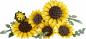 Preview: LEGO Botanicals Sonnenblumen 686 Teile 11502