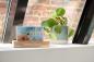 Preview: Thomson Wetterstation CT600 mit Radio Holz braun TH389203