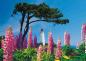Preview: 1000 Teile Schmidt Spiele Puzzle Leuchtturm Dornbusch, Hiddensee 58067