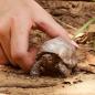Preview: Schleich WILD LIFE Riesenschildkröte Einzelfigur 14824