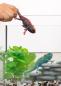 Preview: Schleich WILD LIFE Chamäleon Einzelfigur 14858