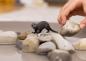 Preview: Schleich WILD LIFE Otter Einzelfigur 14865