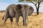 Preview: Schleich WILD LIFE Afrikanische Elefantenkuh Einzelfigur 14761