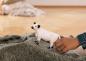 Preview: Schleich FARM WORLD Galloway Rind Einzelfigur 13960