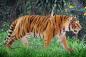 Preview: Schleich WILD LIFE Tiger Einzelfigur 14729