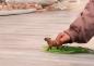 Preview: Schleich WILD LIFE Capybara Einzelfigur 14934