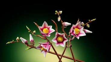 LEGO Botanicals Magnolienzweige 435 Teile 11510