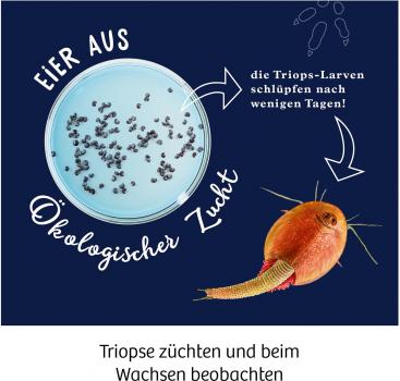 Preview: Kosmos Experimentieren Fun Science Fun Science Triops züchten 637231