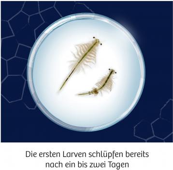 Preview: Kosmos Experimentieren Fun Science Fun Science Wuselnde Salzkrebse 654160