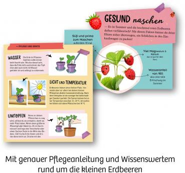 Kosmos Experimentieren Girls Feen-Erdbeeren 657819