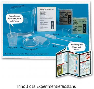 Preview: Kosmos Experimentieren Urzeitkrebse Urzeit-Krebse 657871