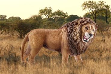 Preview: Schleich WILD LIFE Löwe, brüllend Einzelfigur 14726