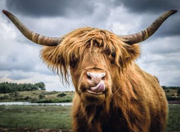 300 Teile Ravensburger Puzzle Moments Highland Cattle 13273