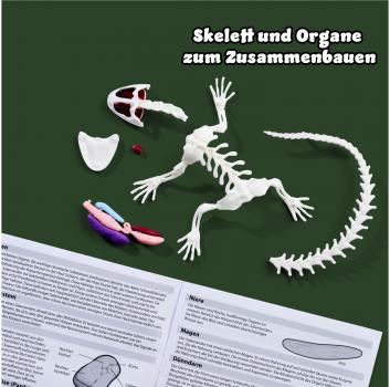 Simba Outdoor Forschen und Entdecken Scout Dissect-It Salamander Schleim-Sezierset 109452704