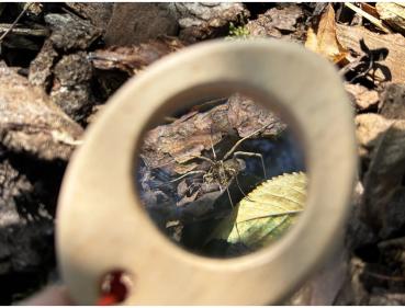 HABA Outdoor Forschen Terra Kids Kompass, Lupe & Thermometer Explorer Safari 2012395001