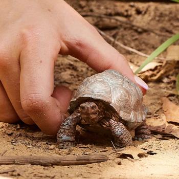 Preview: Schleich WILD LIFE Riesenschildkröte Einzelfigur 14824