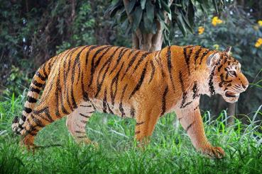 Preview: Schleich WILD LIFE Tiger Einzelfigur 14729