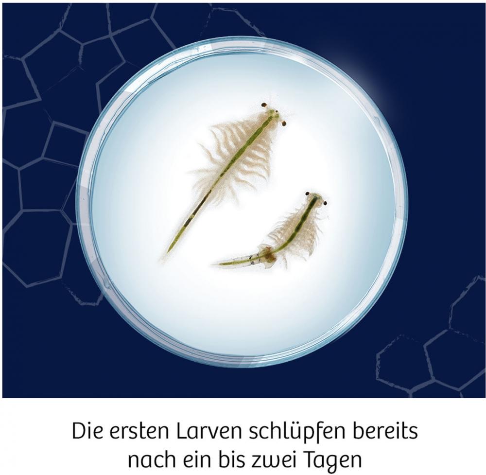 Kosmos Experimentieren Fun Science Wuselnde Salzkrebse 654160