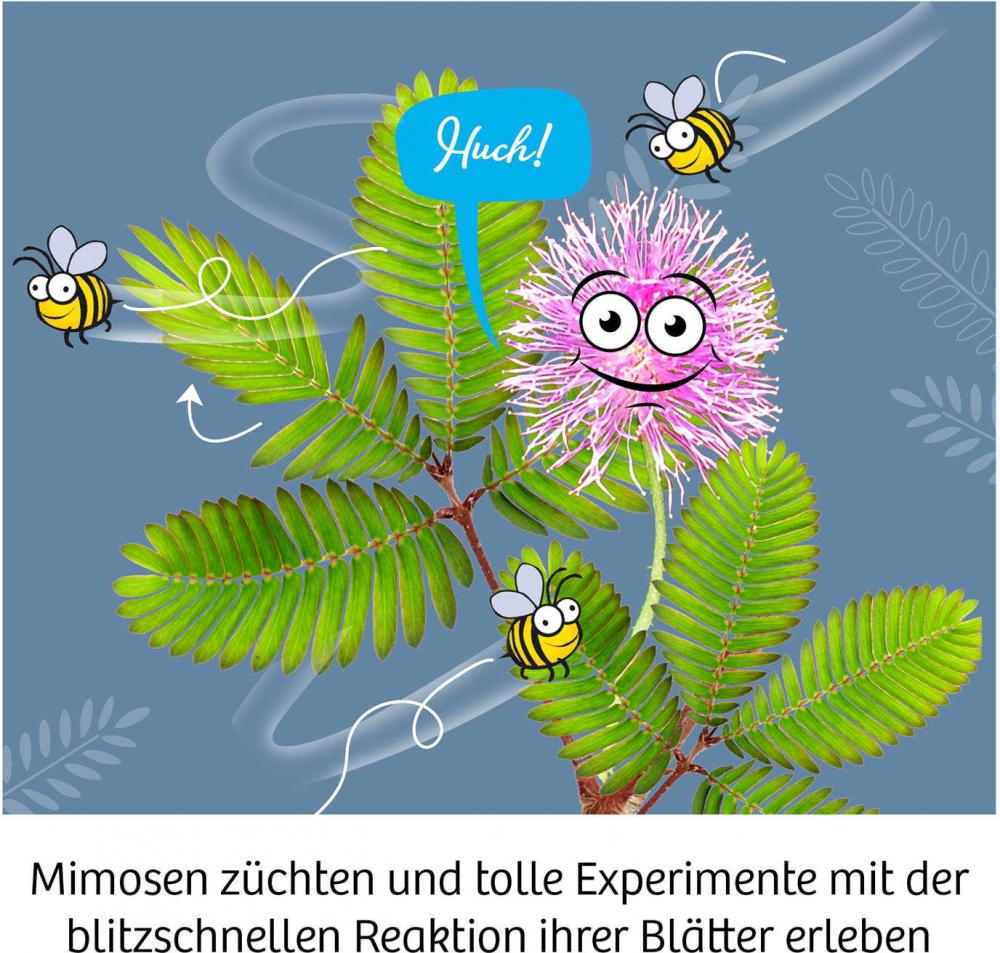Kosmos Experimentieren Natur Mimosen-Garten 657802