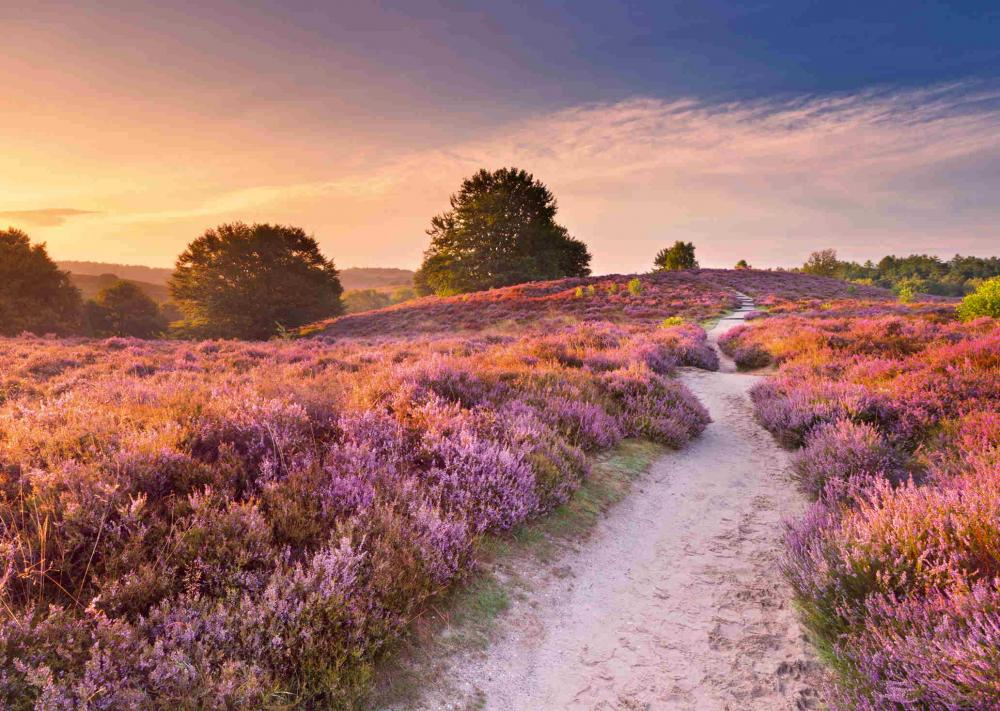 1000 Teile Ravensburger Puzzle Traumpfad in Rosa 12001763