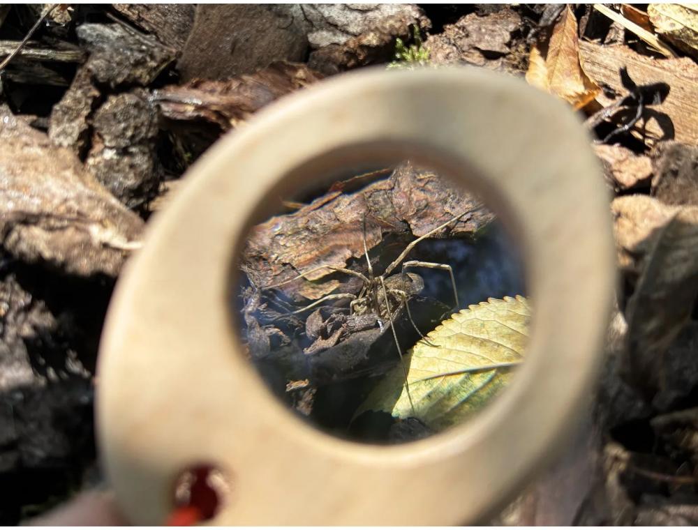 HABA Outdoor Forschen Terra Kids Kompass, Lupe & Thermometer Explorer Safari 2012395001