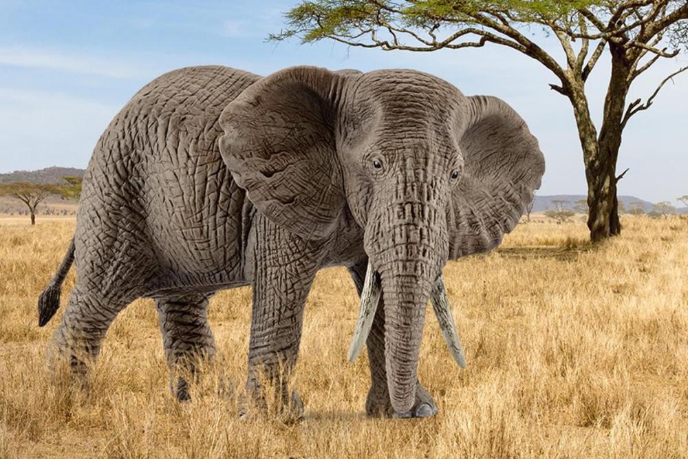 Schleich WILD LIFE Afrikanische Elefantenkuh Einzelfigur 14761